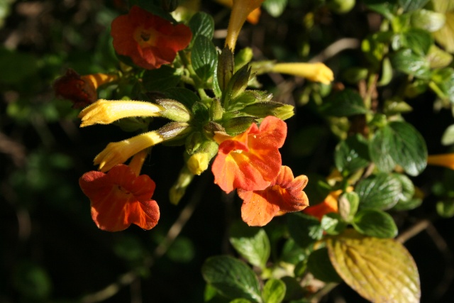 Fleurs au 1er janvier dans mon jardin Strept11