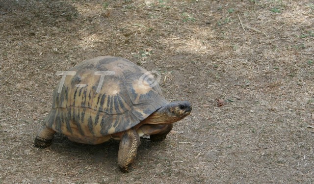 Identification de la tortue de Mireille! Img_0911