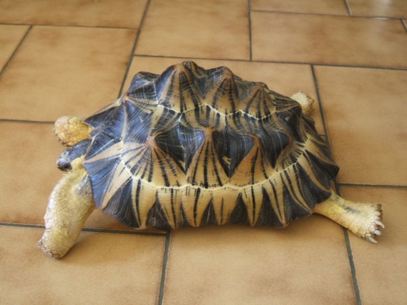 Identification de la tortue de Mireille! Photon10