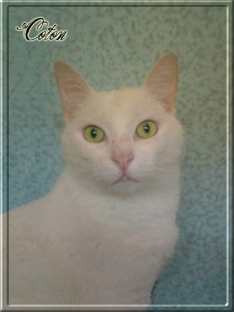 Concours MISTER CHATS SPA Saverne 2007 Coton_10