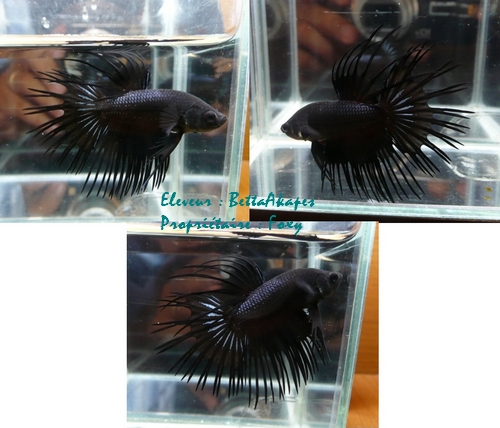 Crowntail Black Lace (from BettaAkapes) Ct051110