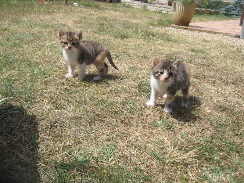 Shiva et Callys, 2 chatonnes abandonnées Photo_26