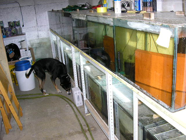 Divers cuves pour fishroom P1011310