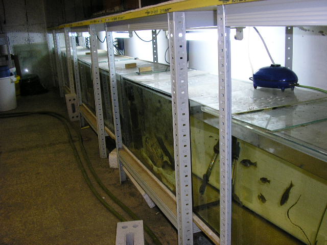 Divers cuves pour fishroom P1011311