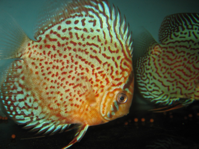 new stock DISCUS Septembre 01110