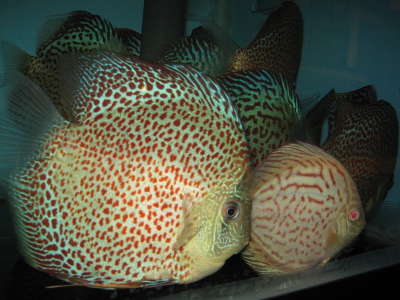 new stock DISCUS Septembre 03410