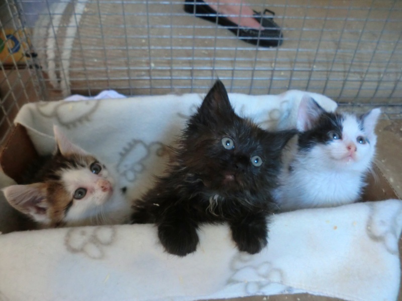 4 chatons poils longs 6 semaines environs  Adoptés !  Cimg5810