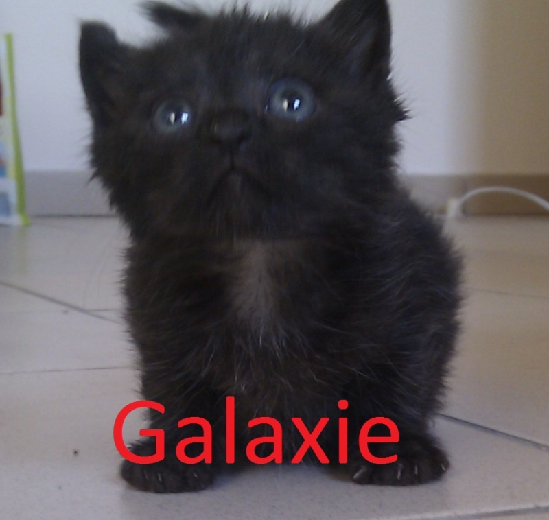 aide pour une chatte et ses 4 chatons de 10jours(resolu )  - Page 2 Galaxi10