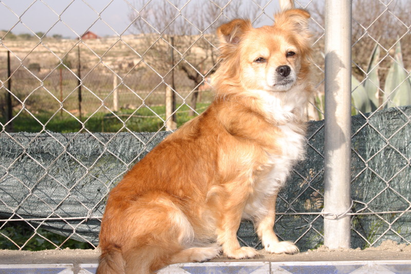 OFI 6ANS croisé papillon    ADOPTEE Crw_7212