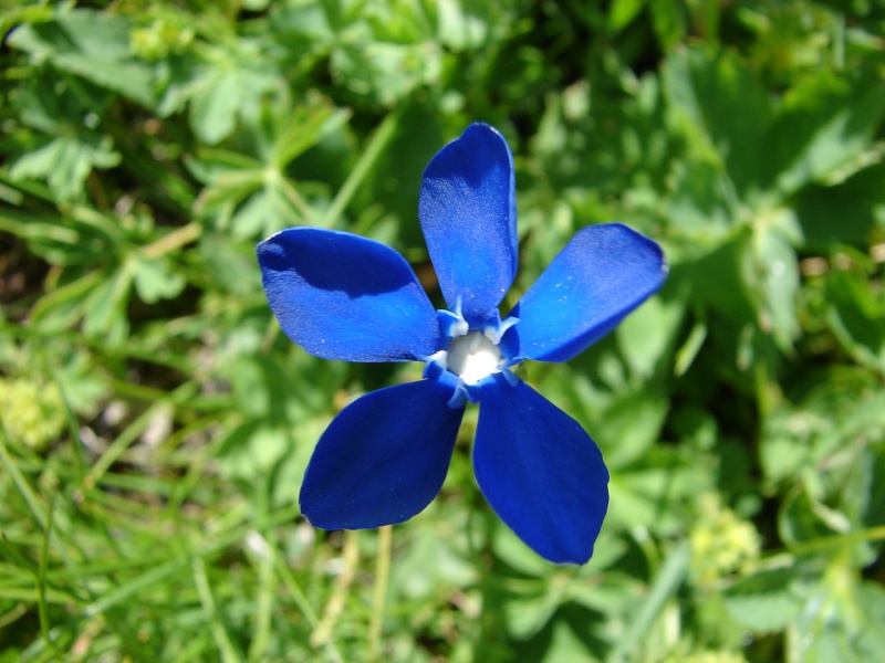 La flore en Haute Tarentaise Dsc02912