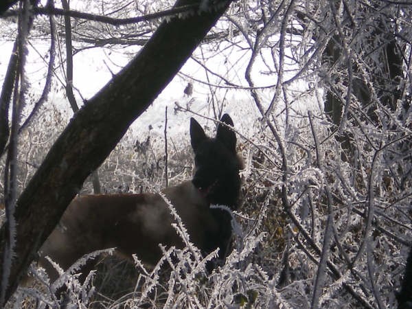 CHAWA DE KARYSHA (malinois) Chawa_15