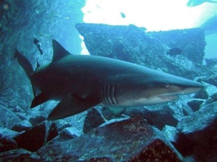 l'ecosysteme antartique menace par les requins 29203010