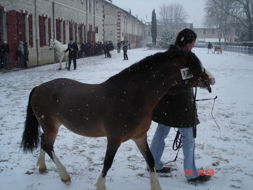 Étalons Welsh Mountain Pony ? Welsh310