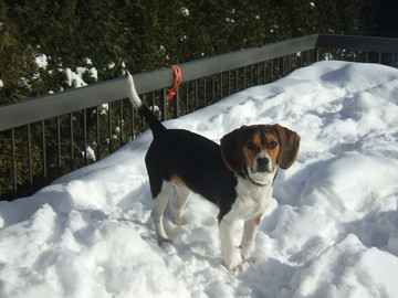 (TROUVÉ) Recherche chien (beagle) Aaaaac10