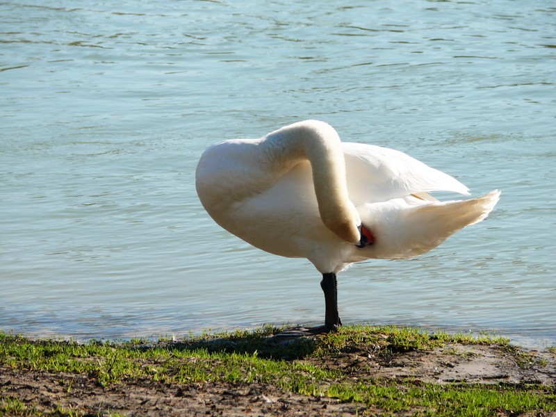 Sur les bords de Marne Cygne211