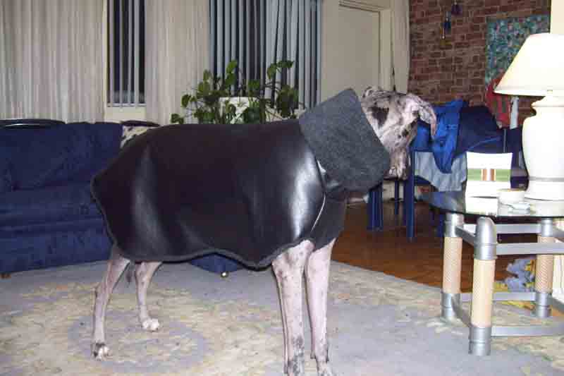 Confection de manteaux pour chiens 100_0415