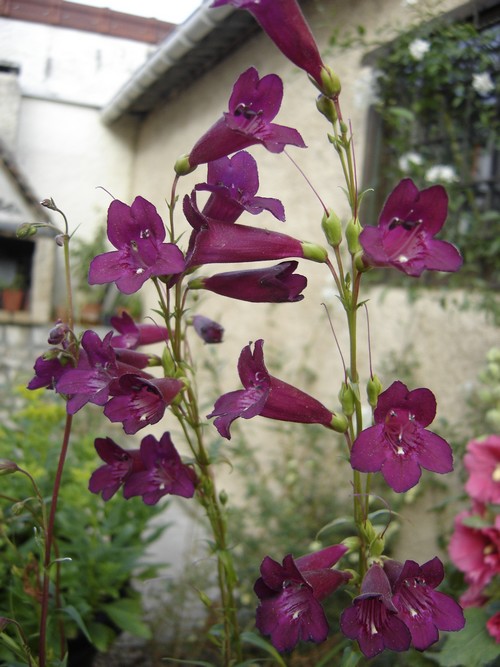 PENSTEMONS Penste10