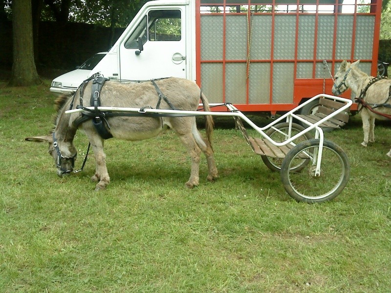 Quelle taille de charrette pour un âne d'1m ? Dsc07010