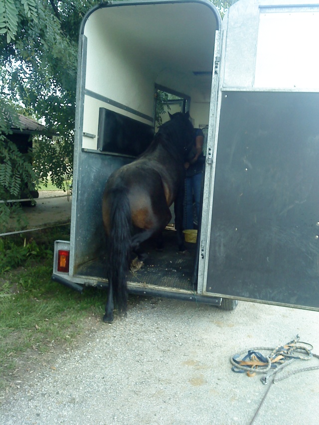 SIDONIE - ONC Poney née en 2006 - adoptée en septembre 2010  - Page 2 Dsc08113