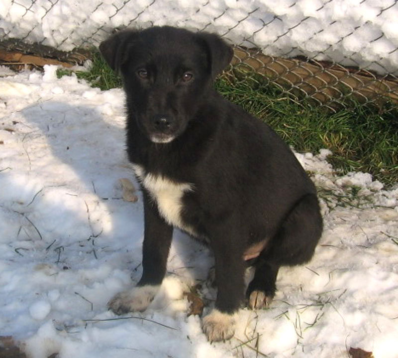 [adopté]LOST, croisé border 5 mois cherche adoptants en alsace Dani110