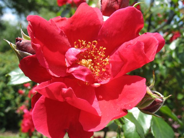 Quelques roses anciennes du jardin botanique 30_mai10