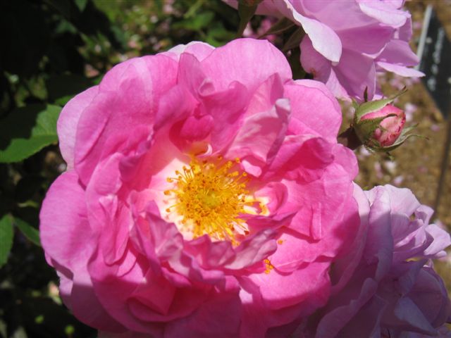 Quelques roses anciennes du jardin botanique 30_mai13