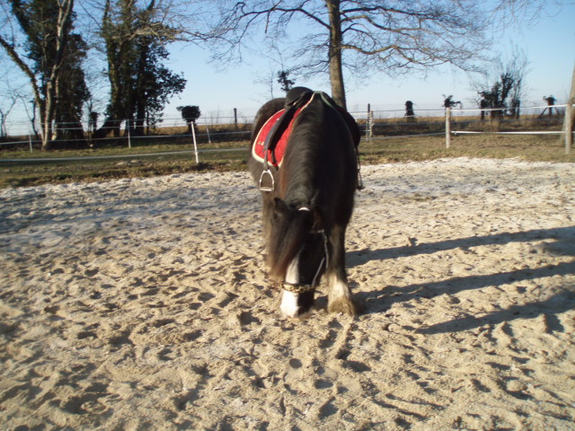 fifi toujours aussi motivé P7270018