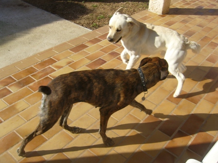 Gypsie, femelle croisée Boxer de 4 ans dans l'Hérault Gip110