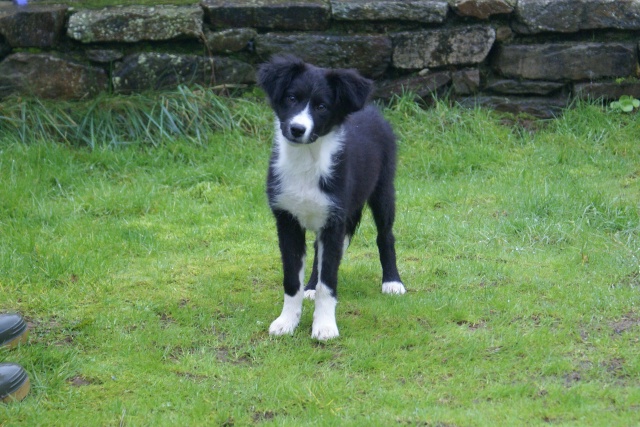 English Shepherd Photo_10