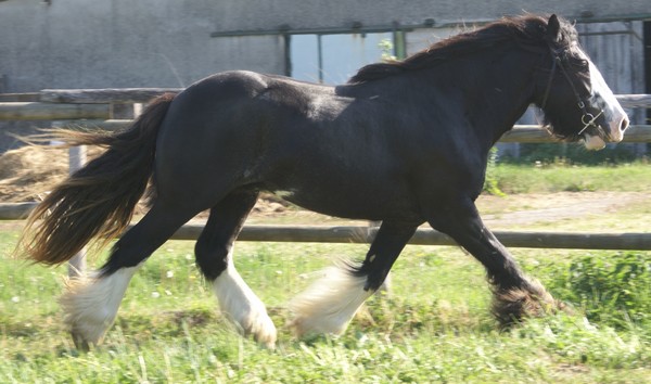 Vyce de coudot (fils de Blue Lord et petit fils de Chance) Vyce111