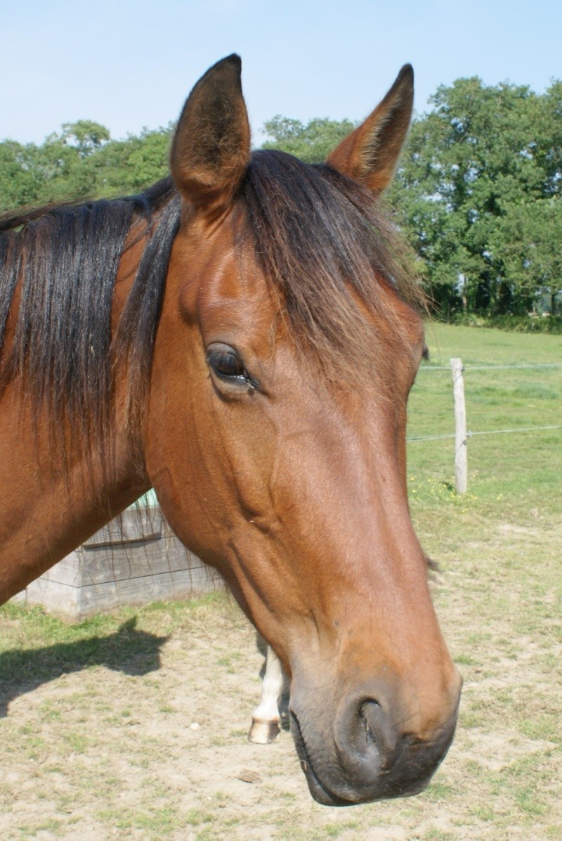 Sire de Lavrignaie, trotteur français, 3 ans, hongre (adopté) Chevau20