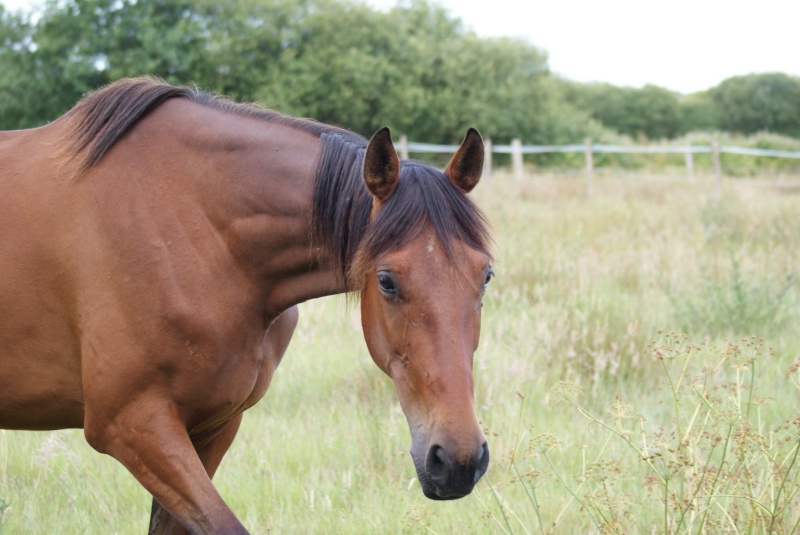 Sire de Lavrignaie, trotteur français, 3 ans, hongre (adopté) Chevau24