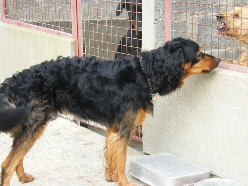 Bouboule, x setter gordon de 4 ans - dept 56  Boubou11