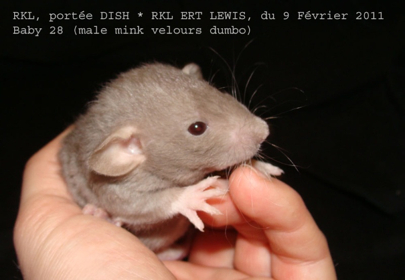 DISH * RKL ERT LEWIS: 11 ratons sevrage le 23 mars - Page 2 391_1010