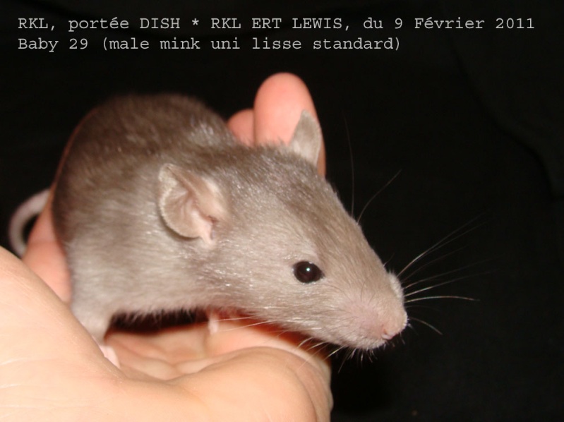 DISH * RKL ERT LEWIS: 11 ratons sevrage le 23 mars - Page 2 391_1112