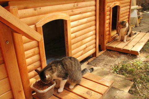 Jolies Maisons Caisses De Mise Bas Dodos Etc Jolies Maisons Caisses De Mise Bas Dodos Etc