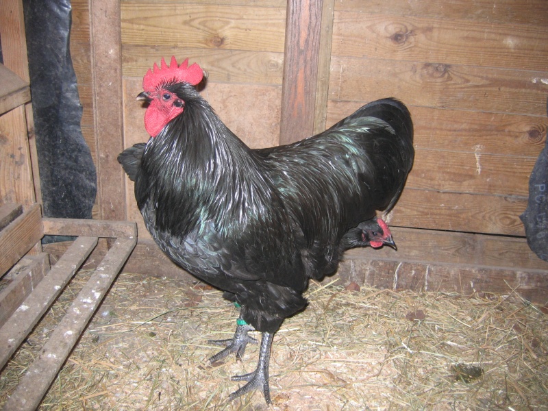 L AUSTRALORP Poulle11