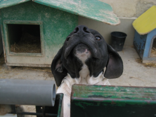 84 - ARNO male pointer de 18 mois .Un amour de chien ! ! URG Img_2811