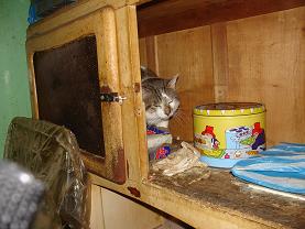 Une quarantaine de chats menacés d'euthanasie sur Louviers Dsc01410