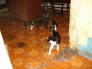 Une quarantaine de chats menacés d'euthanasie sur Louviers Dsc01411