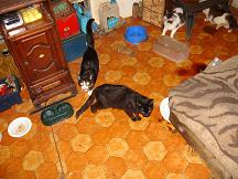 Une quarantaine de chats menacés d'euthanasie sur Louviers Dsc01412