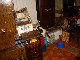 Une quarantaine de chats menacés d'euthanasie sur Louviers Dsc01413