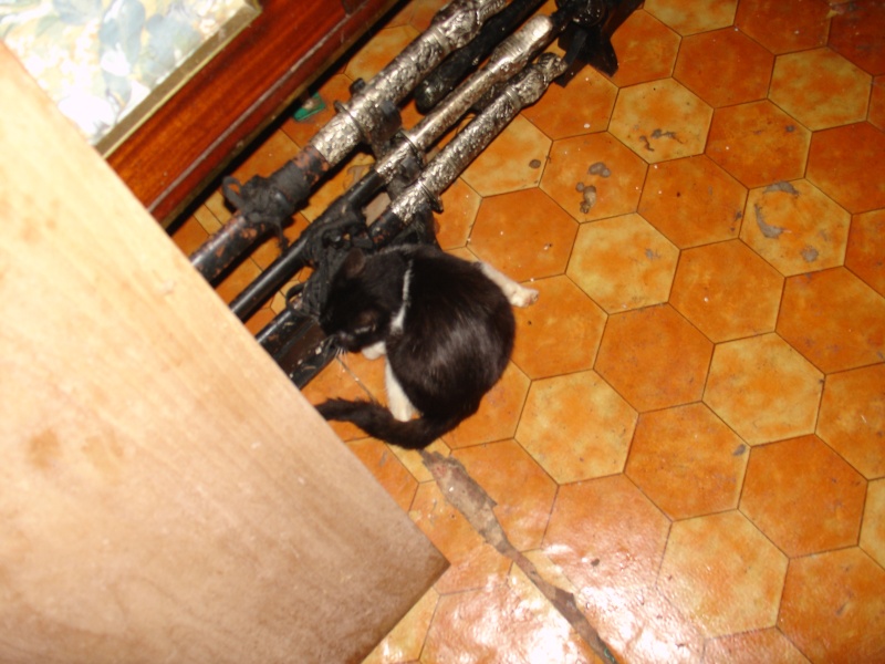 Une quarantaine de chats menacés d'euthanasie sur Louviers Dsc01414