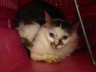 Une quarantaine de chats menacés d'euthanasie sur Louviers Fille110