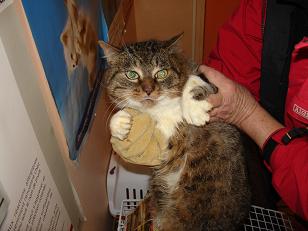 Une quarantaine de chats menacés d'euthanasie sur Louviers Gars1-10