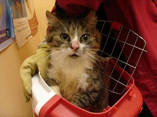 Une quarantaine de chats menacés d'euthanasie sur Louviers Gars2-10