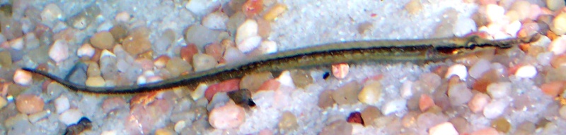 Le Doryichthys martensii: 100_7810