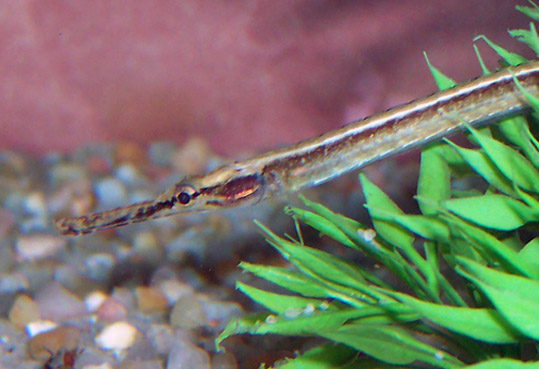 Le Doryichthys martensii: 100_7811