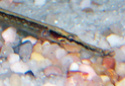 Le Doryichthys martensii: 100_7812