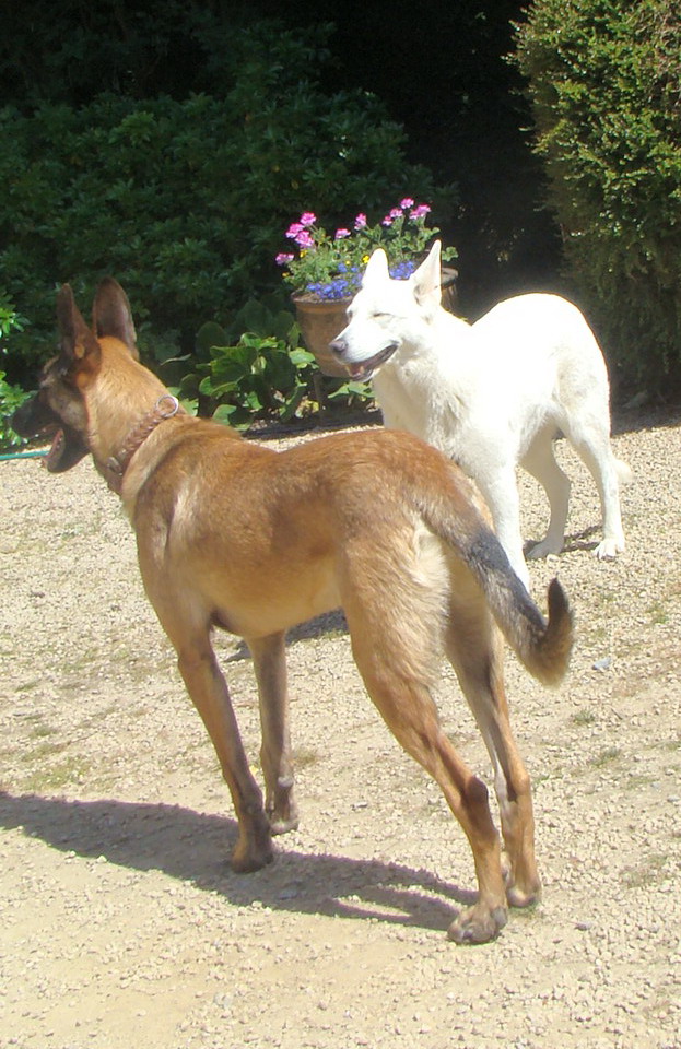 FAROUK  MAGNIFIQUE MALINOIS-  Asso AASPF - Dsc09511